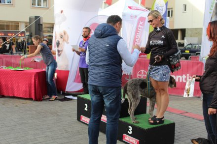 Fragment biegu Pucharu Polski w Dogtrekkingu w Wiśle
